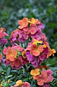 ERYSIMUM SPRING BREEZE PEACH