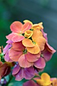 ERYSIMUM SPRING BREEZE PEACH