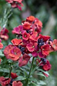 ERYSIMUM SPRING BREEZE TERRACOTTA