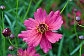 COREOPSIS RUM PUNCH