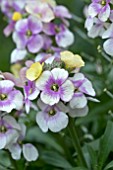 ERYSIMUM WINTER CHARM