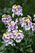 ERYSIMUM WINTER CHARM