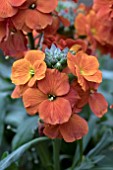 ERYSIMUM WINTER SPICE