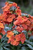 ERYSIMUM WINTER SPICE