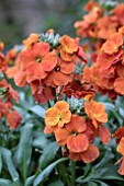 ERYSIMUM WINTER SPICE