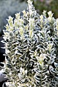 EUONYMUS JAPONCUS WHITE SPIRE