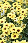 ARGYRANTHEMUM GRANDAISY BRIGHT YELLOW