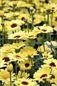 ARGYRANTHEMUM GRANDAISY BRIGHT YELLOW