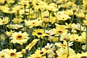 ARGYRANTHEMUM GRANDAISY BRIGHT YELLOW