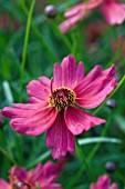 COREOPSIS RUM PUNCH