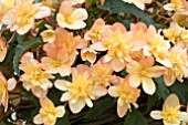 BEGONIA NORTHERN LIGHTS GOLD