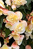 BEGONIA SWEET SPICE CITRUS