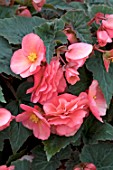 BEGONIA SWEET SPICE ENGLISH ROSE