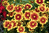 COREOPSIS UP TICK GOLD AND BRONZE