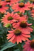 ECHINACEA SOMBRERO ADOBE ORANGE