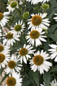 ECHINACEA SOMBRERO BIANCO