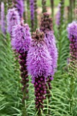 LIATRIS SPICATA FLORISTAN VIOLET