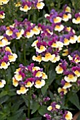 NEMESIA AROMA RHUBARB AND CUSTARD