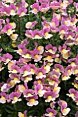 NEMESIA BANANA SWIRL