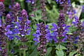 SALVIA NEMEROSA BLUE MARVEL