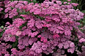 ACHILLEA NEW VINTAGE VIOLET