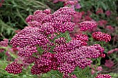 ACHILLEA NEW VINTAGE RED