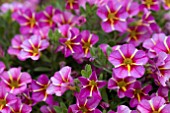 CALIBRACHOA STARLIGHT PINK