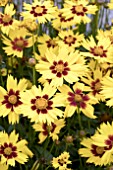 COREOPSIS SUNKISS