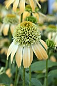 ECHINACEA DOUBLE SCOOP LEMON CREAM