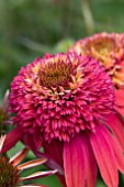 ECHINACEA DOUBLE SCOOP CRANBERRY