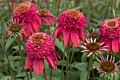 ECHINACEA DOUBLE SCOOP CRANBERRY