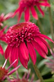 ECHINACEA DOUBLE SCOOP CRANBERRY