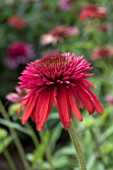 ECHINACEA DOUBLE SCOOP ORANGEBERRY