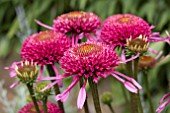 ECHINACEA DOUBLE SCOOP RASPBERRY