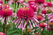 ECHINACEA DOUBLE SCOOP RASPBERRY