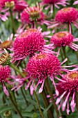 ECHINACEA DOUBLE SCOOP RASPBERRY