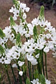 ORNITHOGALUM THYRSOIDES