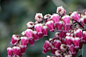 PIERIS VALLEY VALENTINE