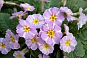 PRIMULA VULGARIS AVONDALE