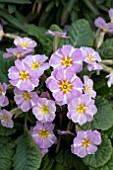 PRIMULA VULGARIS AVONDALE