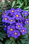 PRIMULA GOLDNUGGET BLUE