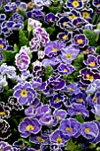 PRIMULA SIROCOCCO BLUE