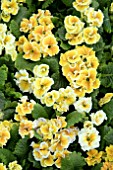 PRIMULA SIROCOCCO YELLOW