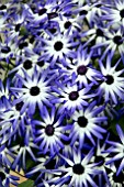 PERICALLIS SENETTI BLUE WHITE