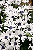 PERICALLIS SENETTI WHITE