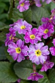 PRIMULA VULGARIS GLENGARRIFF