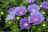 STOKESIA LAEVIS BLUE FRILLS