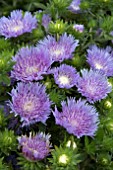 STOKESIA LAEVIS MELS BLUE