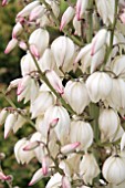 YUCCA WALBERTONS BRIGHT STAR FLOWERS