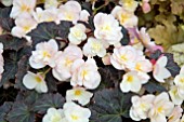 BEGONIA SILHOUETTE LEMON ROSE